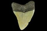 Fossil Megalodon Tooth - North Carolina #131560-2